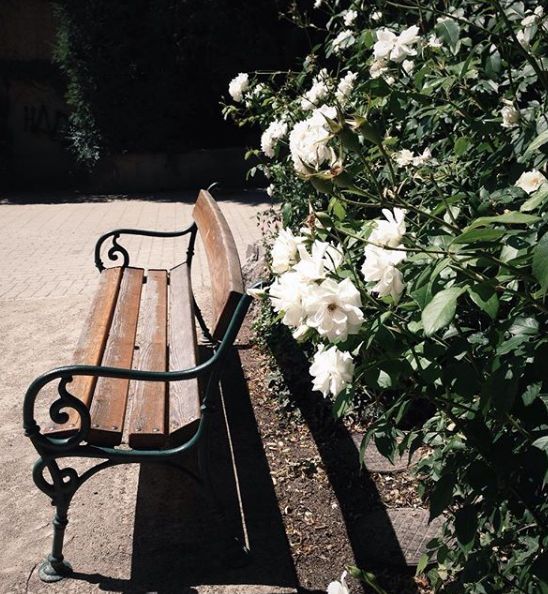 seitliches Foto von einer Parkbank, die durch die starke Sonneneinstrahlung einen dunklen Schatten wirft. Hinter der Bank sind viele weiße Rosen zu sehen.
